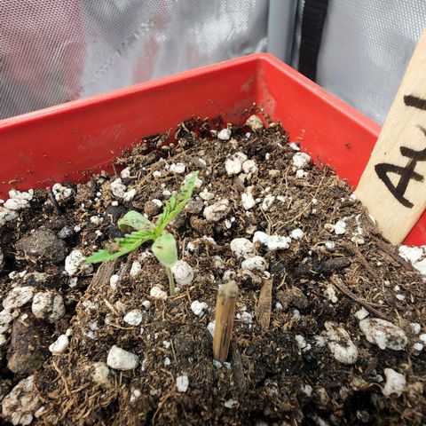 Jaguar OG Auto growlog timeline photo