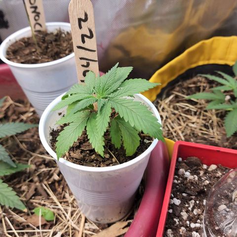 Genética desconocida growlog timeline photo