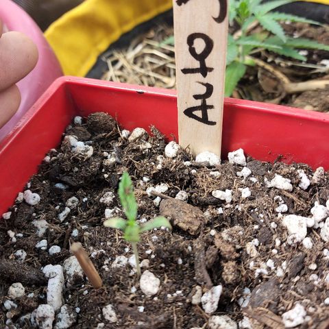 Jaguar OG Auto growlog timeline photo
