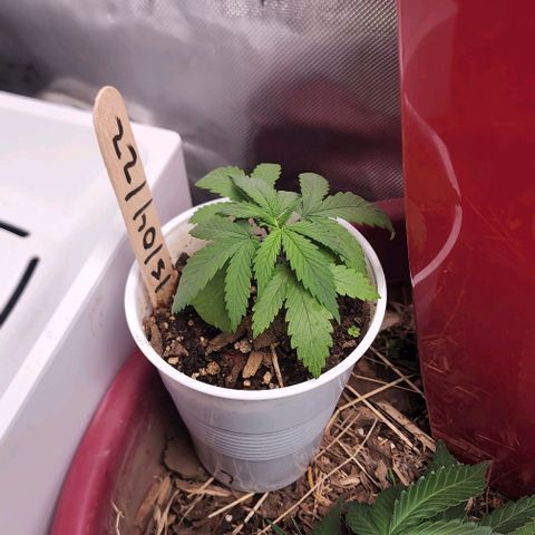 Genética desconocida growlog timeline photo