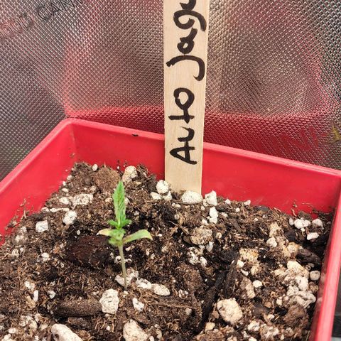 Jaguar OG Auto growlog timeline photo