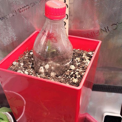 Jaguar OG Auto growlog timeline photo