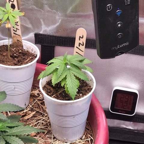 Genética desconocida growlog timeline photo