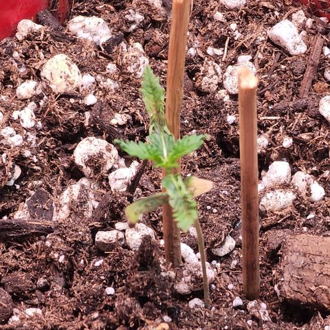 Jaguar OG Auto growlog timeline photo