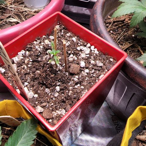 Jaguar OG Auto growlog timeline photo