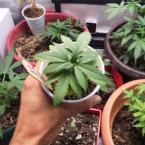 Genética desconocida growlog timeline photo