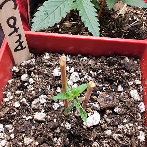Jaguar OG Auto growlog timeline photo