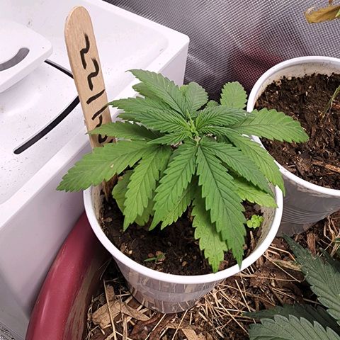 Genética desconocida growlog timeline photo