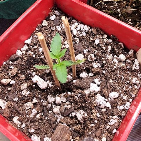 Jaguar OG Auto growlog timeline photo