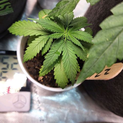 Genética desconocida growlog timeline photo