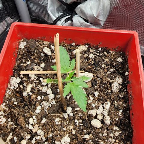 Jaguar OG Auto growlog timeline photo