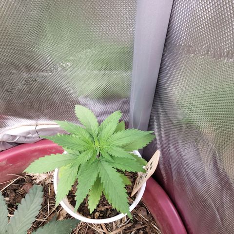 Genética desconocida growlog timeline photo