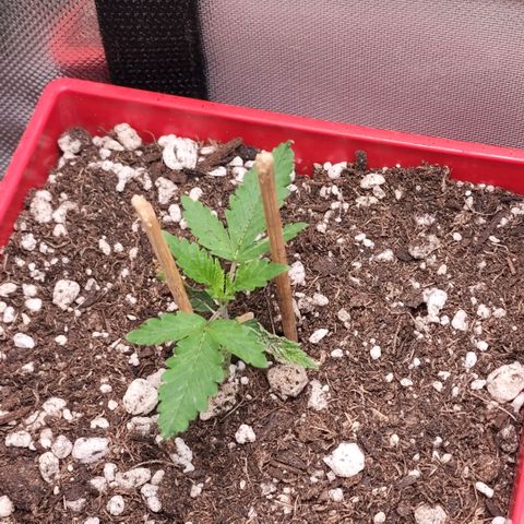 Jaguar OG Auto growlog timeline photo