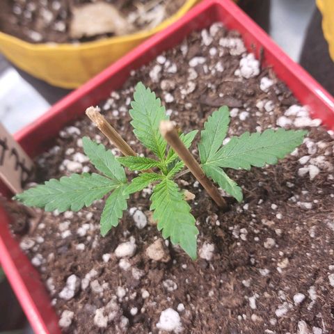 Jaguar OG Auto growlog timeline photo