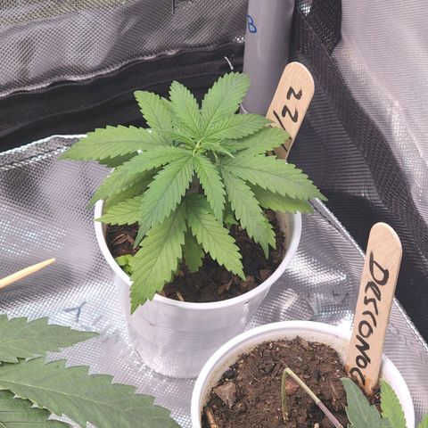 Genética desconocida growlog timeline photo
