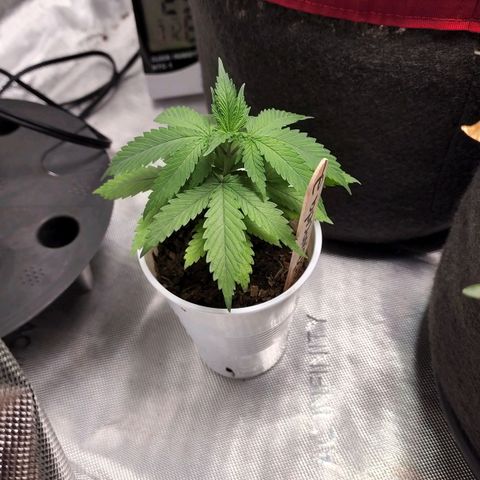 Genética desconocida growlog timeline photo