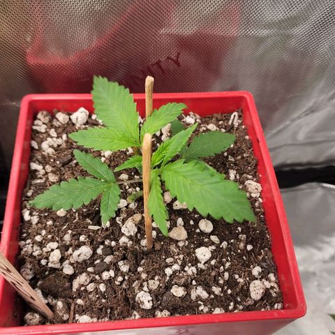 Jaguar OG Auto growlog timeline photo