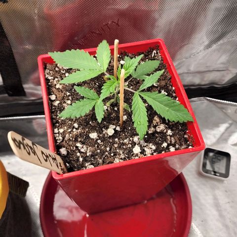 Jaguar OG Auto growlog timeline photo