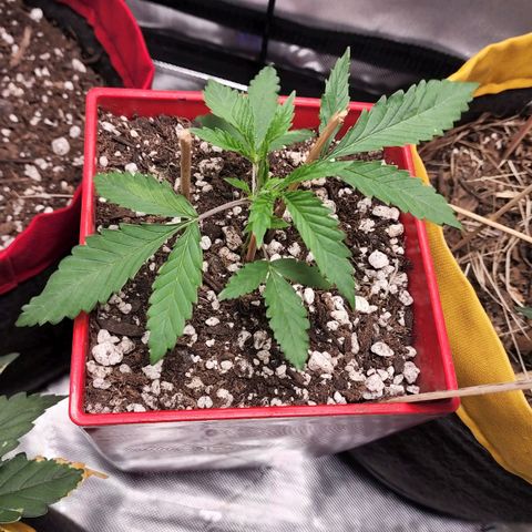 Jaguar OG Auto growlog timeline photo