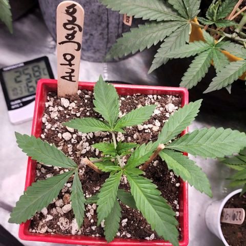 Jaguar OG Auto growlog timeline photo
