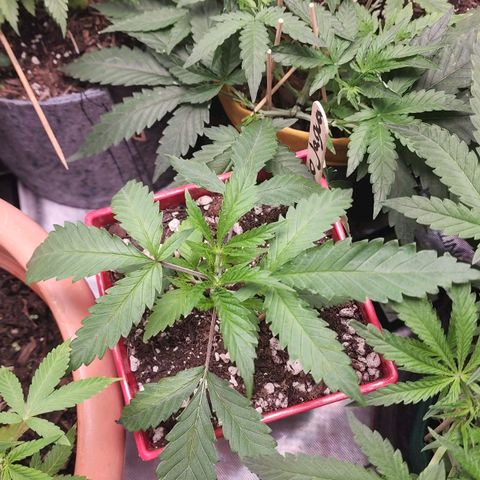 Jaguar OG Auto growlog timeline photo