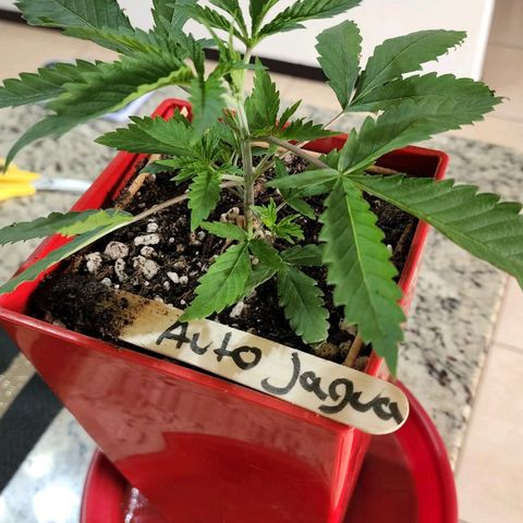Jaguar OG Auto growlog timeline photo
