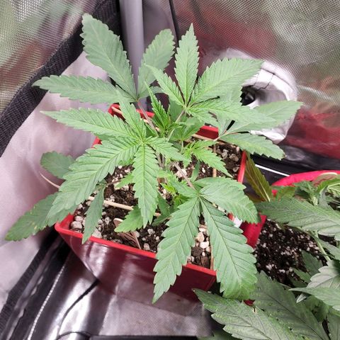 Jaguar OG Auto growlog timeline photo