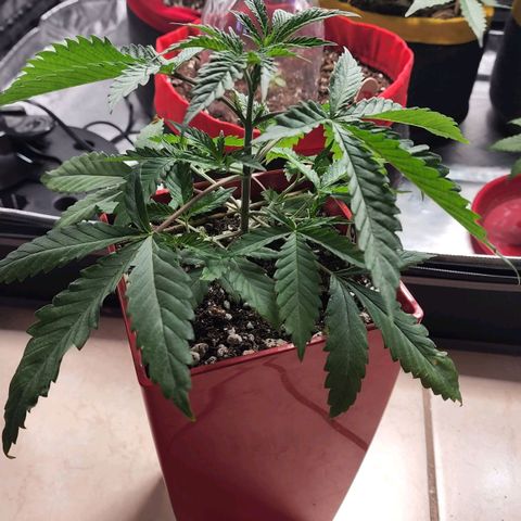 Jaguar OG Auto growlog timeline photo