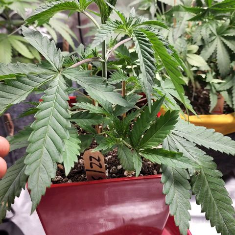 Jaguar OG Auto growlog timeline photo