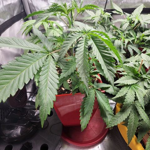 Jaguar OG Auto growlog timeline photo