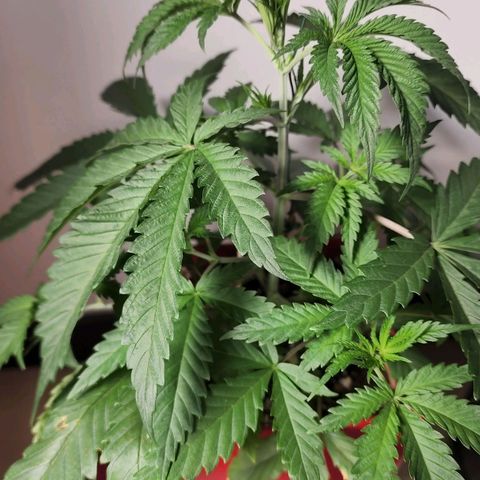 Jaguar OG Auto growlog timeline photo