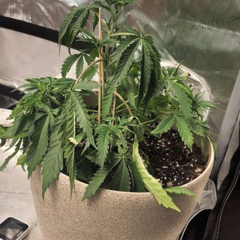 Jaguar OG Auto growlog timeline photo