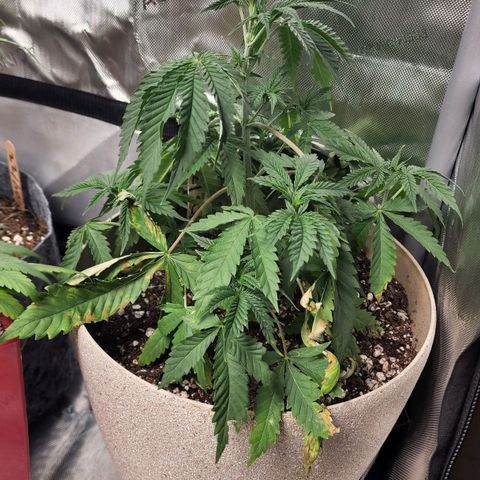 Jaguar OG Auto growlog timeline photo