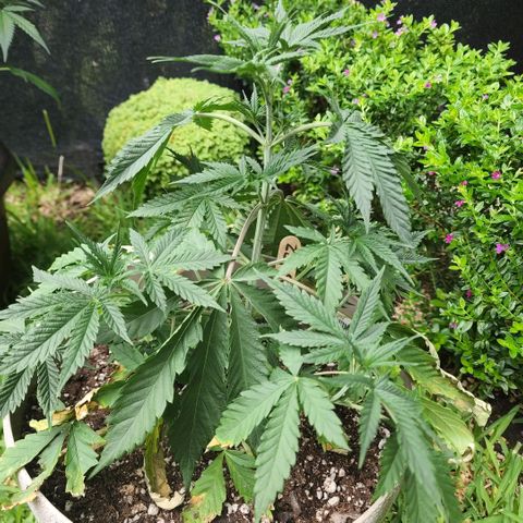 Jaguar OG Auto growlog timeline photo