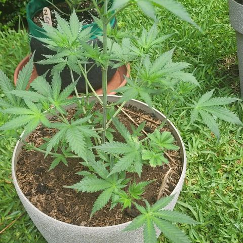Jaguar OG Auto growlog timeline photo
