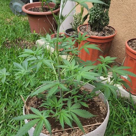 Jaguar OG Auto growlog timeline photo