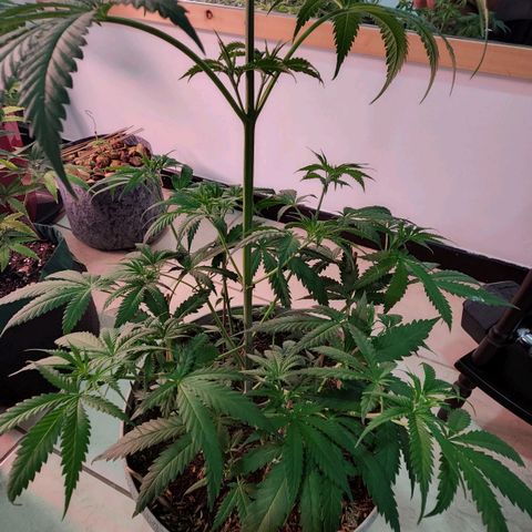 Jaguar OG Auto growlog timeline photo