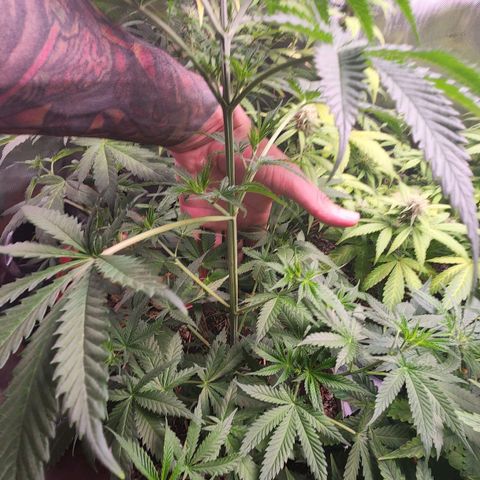 Jaguar OG Auto growlog timeline photo
