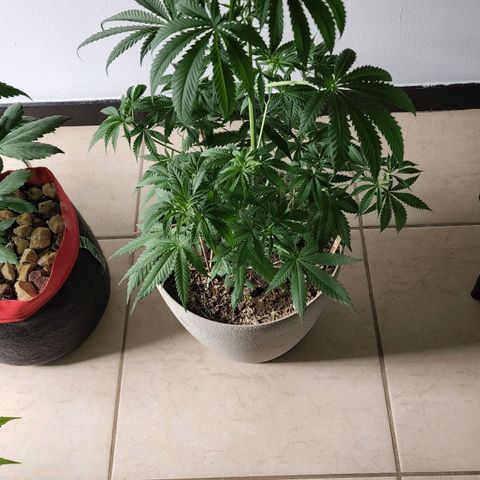 Jaguar OG Auto growlog timeline photo