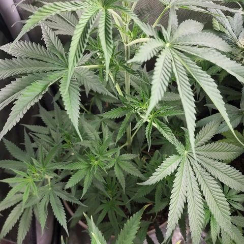 Jaguar OG Auto growlog timeline photo