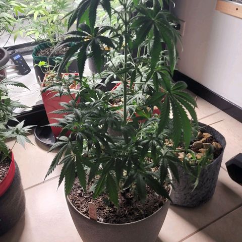 Jaguar OG Auto growlog timeline photo