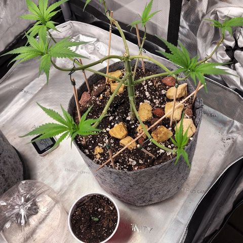 Genética desconocida growlog timeline photo