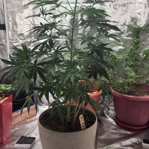 Jaguar OG Auto growlog timeline photo