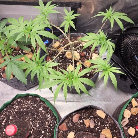 Genética desconocida growlog timeline photo