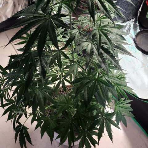 Jaguar OG Auto growlog timeline photo