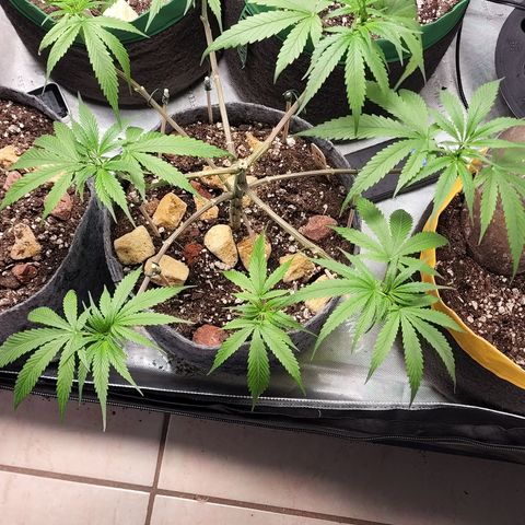 Genética desconocida growlog timeline photo