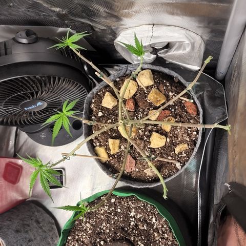 Genética desconocida growlog timeline photo