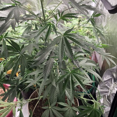 Jaguar OG Auto growlog timeline photo