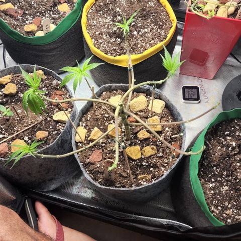 Genética desconocida growlog timeline photo
