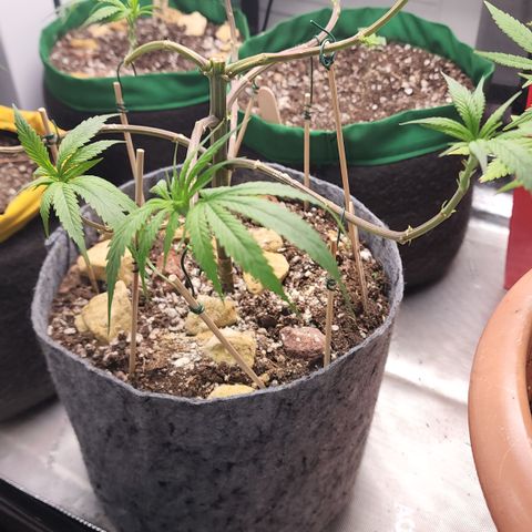 Genética desconocida growlog timeline photo